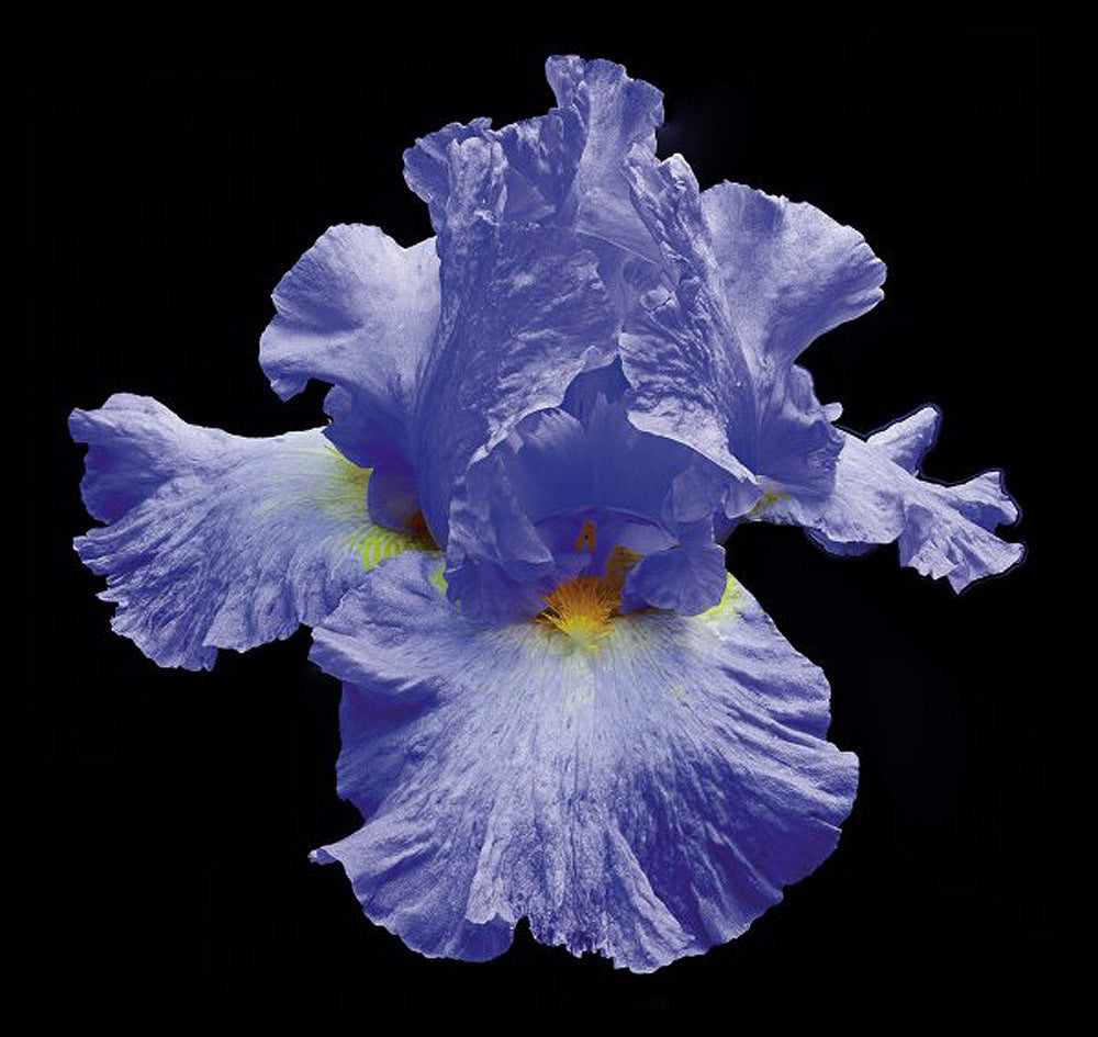 Tall Bearded Iris 2 - Art Prints by Richard Reynolds