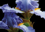 Tall Bearded Iris 3 - Art Prints by Richard Reynolds