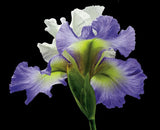 Tall Bearded Iris - Alizes - Art Prints by Richard Reynolds