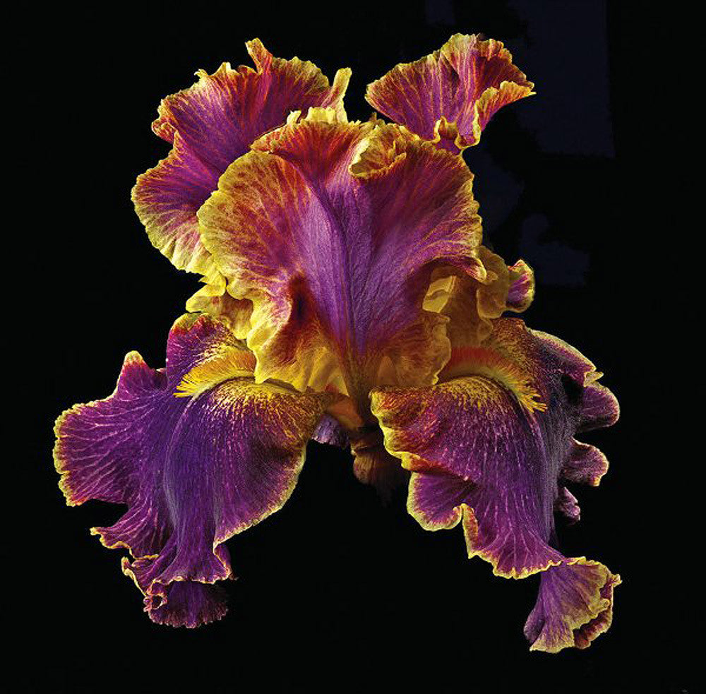 Tall Bearded Iris - Entangled - Art Prints by Richard Reynolds