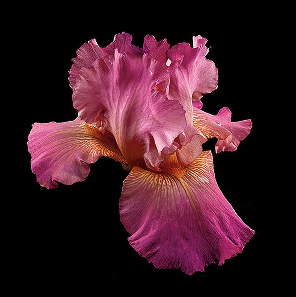 Tall Bearded Iris - Twice Thrilling - Art Prints by Richard Reynolds