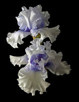 Tall Bearded Iris - Willamette Mist - Art Prints by Richard Reynolds
