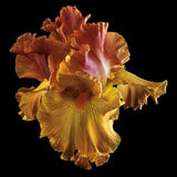 Tall Bearded Iris - Art Prints by Richard Reynolds