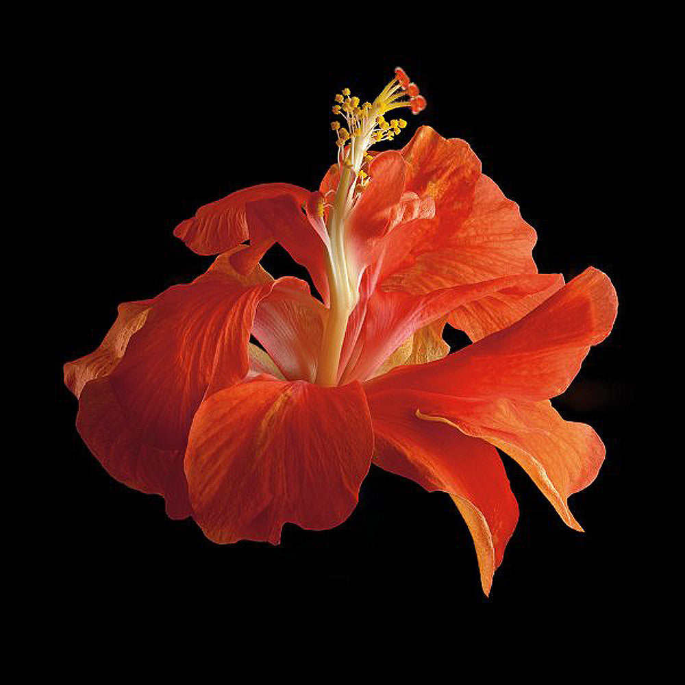 Tropical Hibiscus - Double Orange - Art Prints by Richard Reynolds