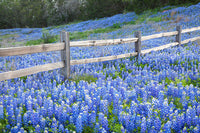 Bluebonnet Fence Near Llano Texas by Rob Greebon