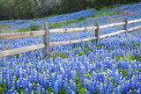 Bluebonnet Fence Near Llano Texas by Rob Greebon
