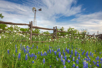 Windmill Over Bluebonnets and Poppies 1 by Rob Greebon