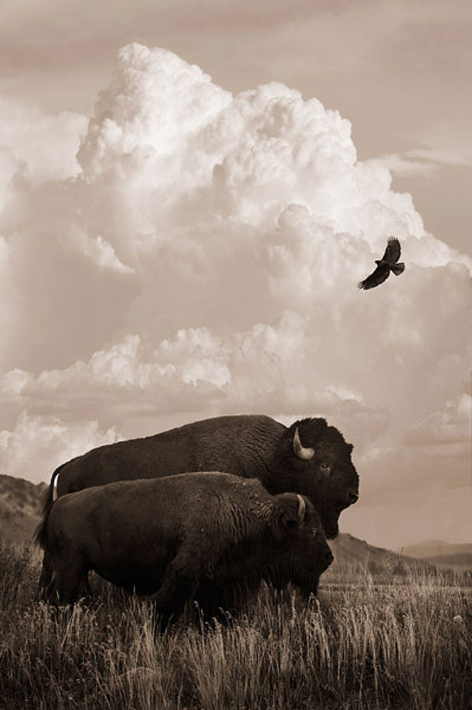 The American Buffalo by Robert Dawson