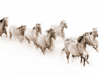 The Herd by Robert Dawson