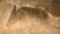 The Quarter Horse by Robert Dawson