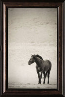 Gaze Horse Framed Art Prints by Summer Jackman