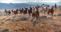 Cow Horse Country by Tim Cox
