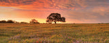 Wildflower field after the Storm Panoramic Art by Rob Greebon