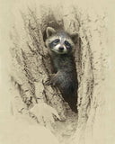 Baby Raccoon - Wildlife art prints by James Brown