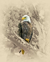 Bald Eagle in Sycamore - Wildlife Art Prints by James Brown