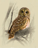 Barred Owl III - Wild Bird Art Prints by James Brown
