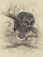 Barred Owlet - Wild bird art prints by James Brown