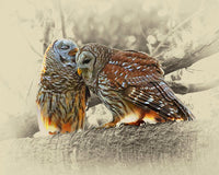 Barred Owls - Wild bird art prints by James Brown