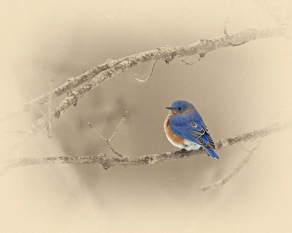 Blue Bird Art Prints by James Brown