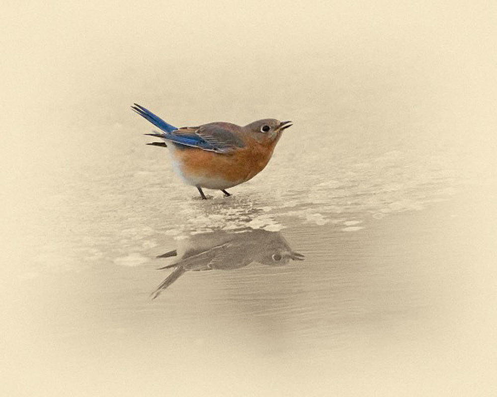 Blue Bird on Ice Artwork by James Brown