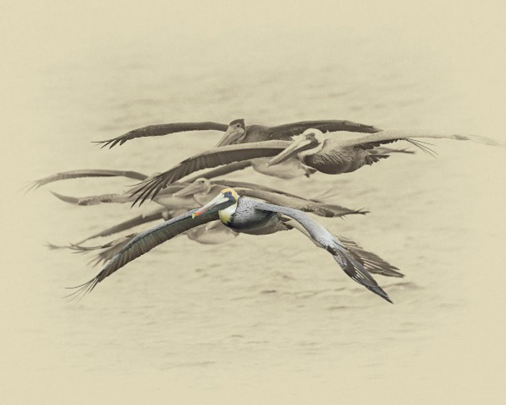 Brown Pelicans Wild Bird Art Prints by James Brown
