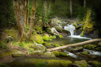 Creekside in the Smokies Art Prints by Jason Clemmons