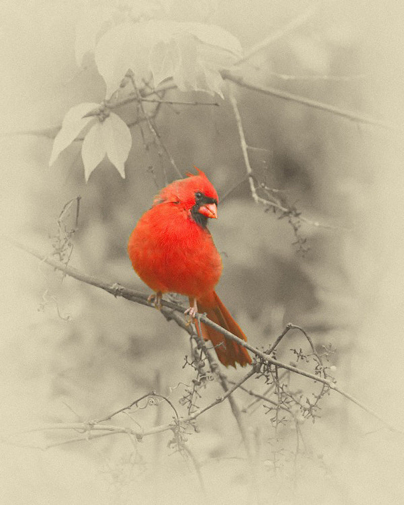 Male Cardinal Bird – Art Prints by James Brown