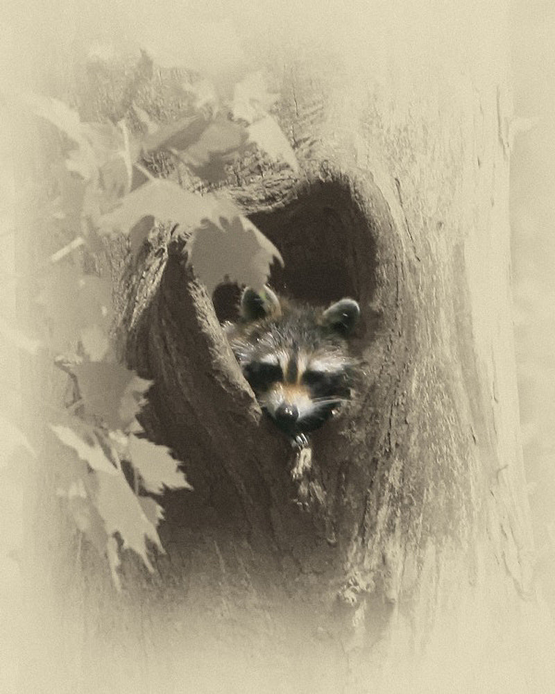 Raccoon Animal – Art Prints by James Brown