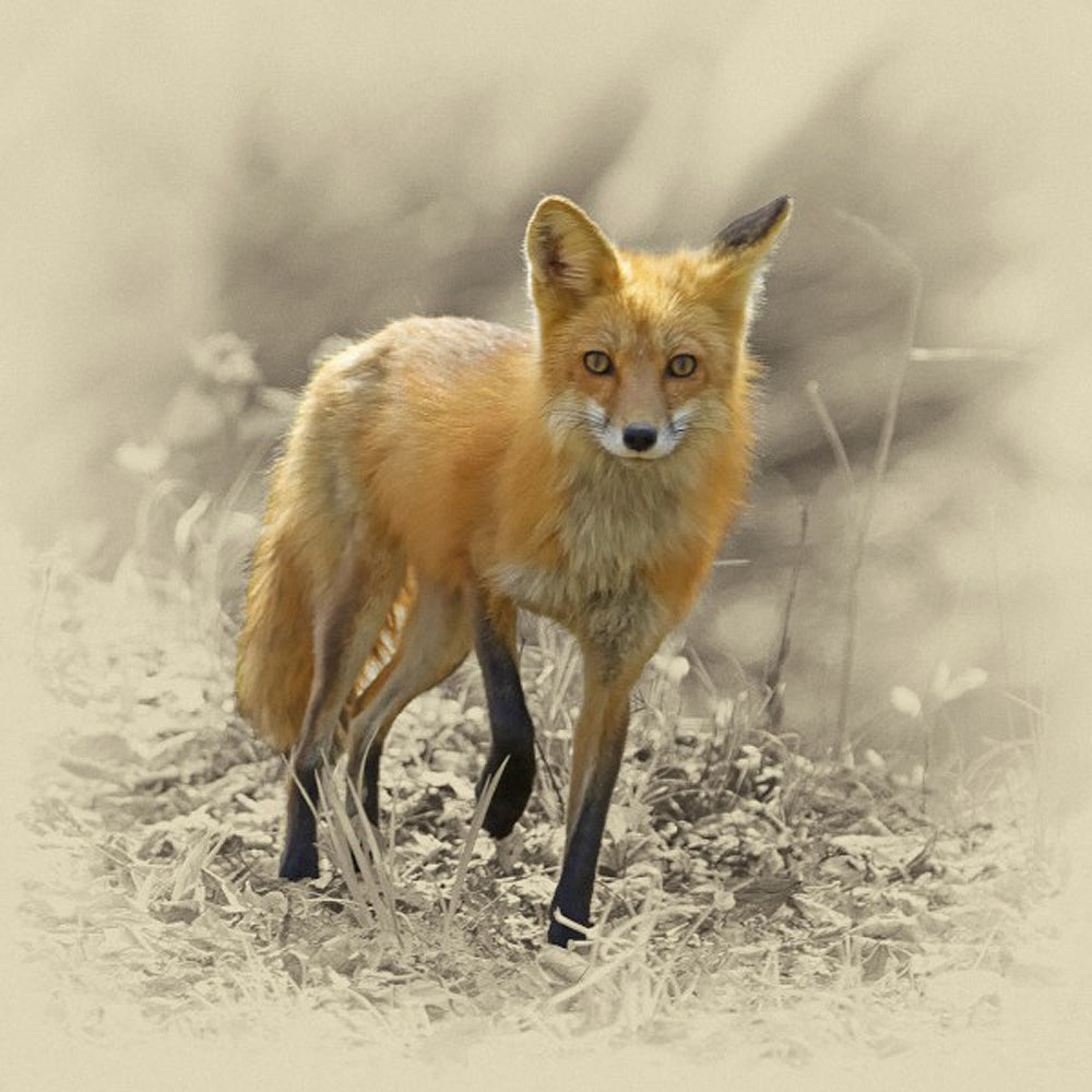 Red Fox Animal – Art Prints by James Brown