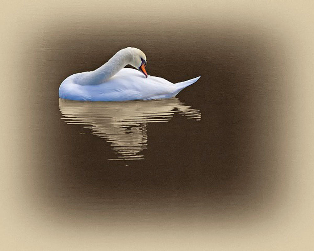Swan - Bird Art Prints by James Brown