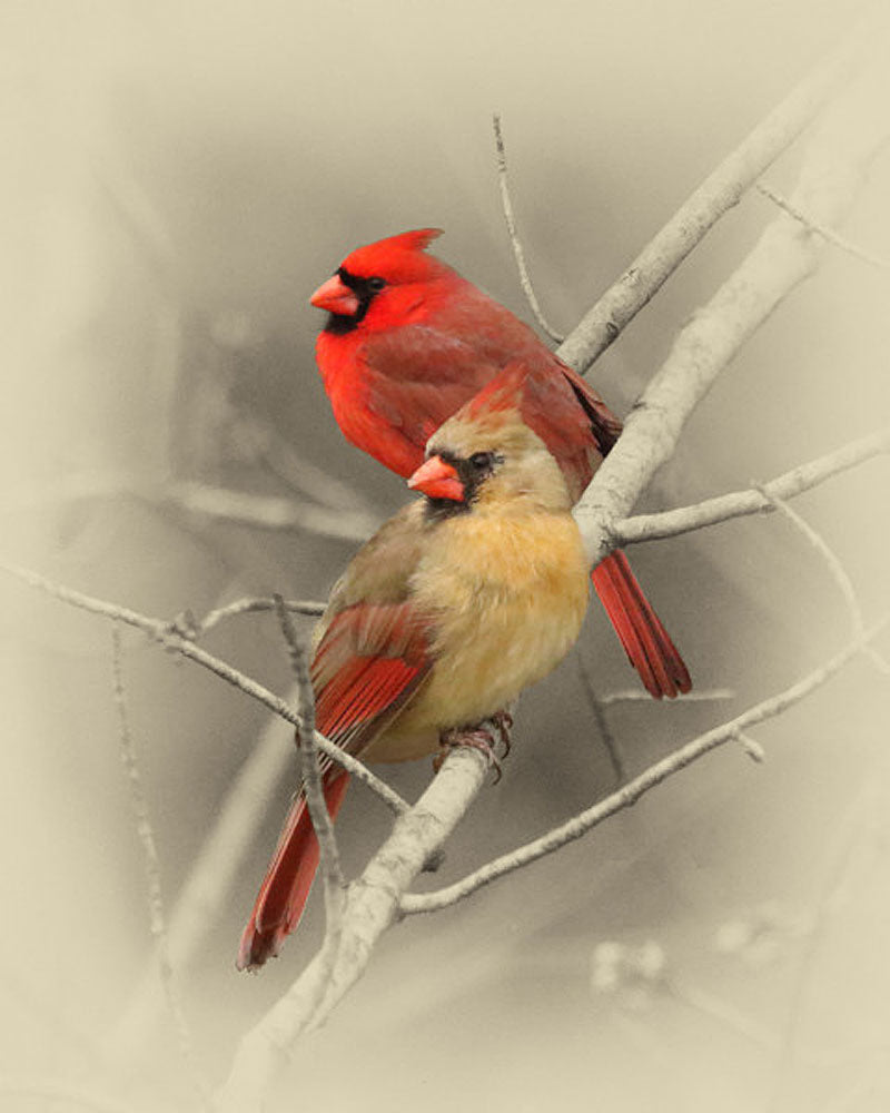 Two Wild Cardinals - Art Prints by James Brown