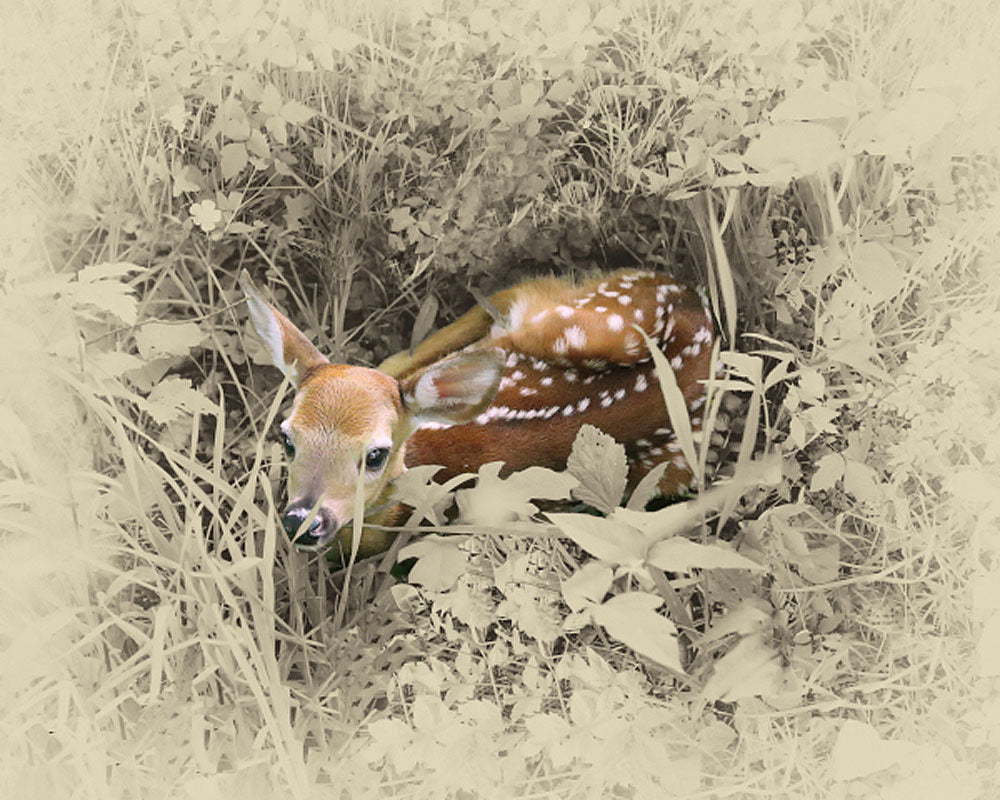 Deer - Very Young Fawn - Art Prints by James Brown
