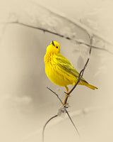 Yellow Warbler - Bird Art Prints by James Brown